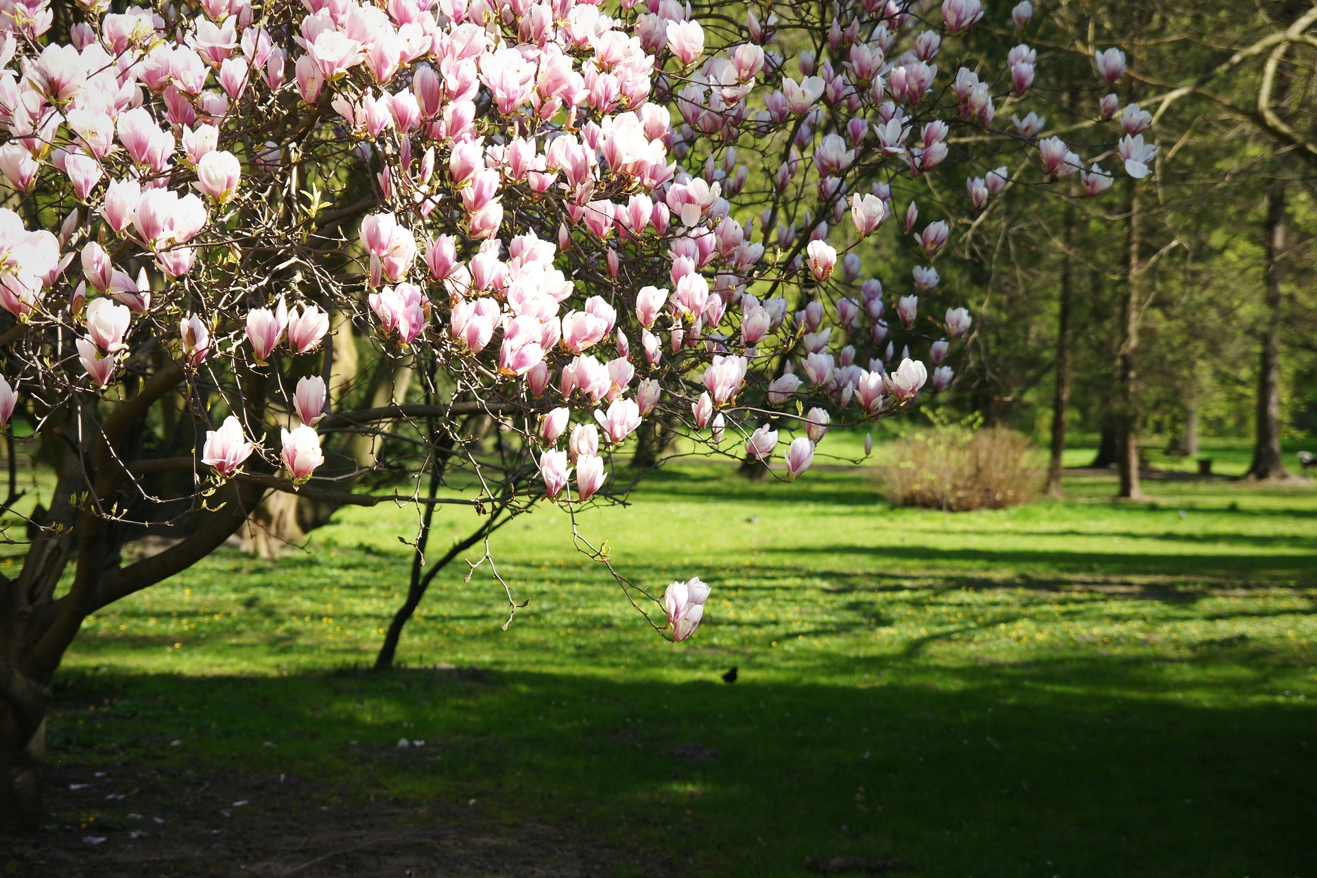 Kwitnąca magnolia